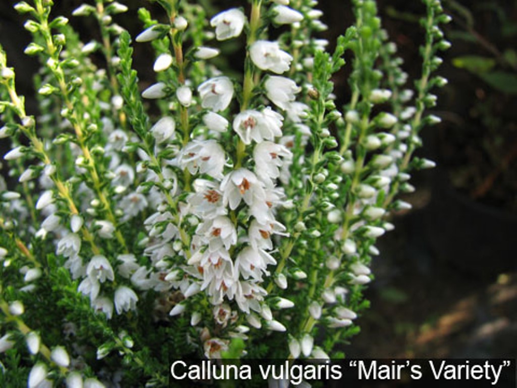 Calluna Mair's Variety-1,61.jpg