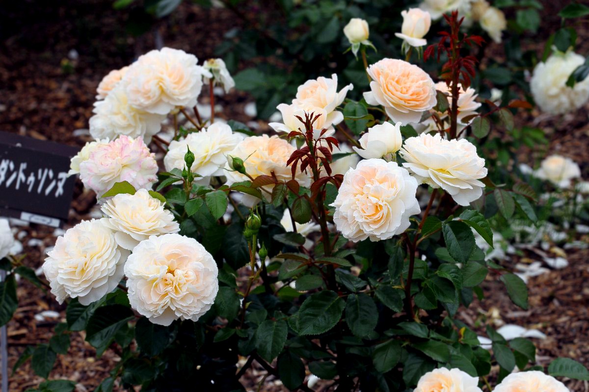 Jardins de l'Essonne 9,26.jpg