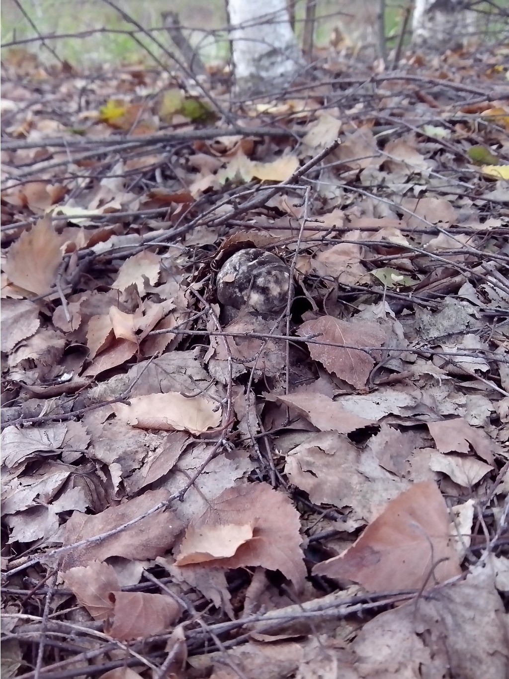 IMG 20150902 131222.jpg