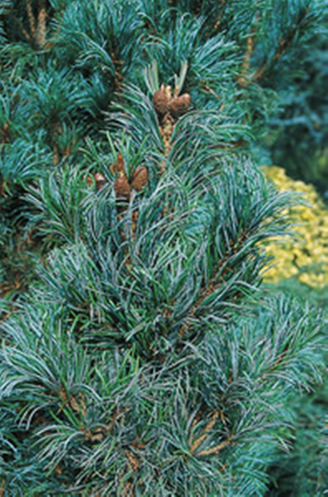  parviflora Bonsai 30-40cm Co-5-40,02.jpeg