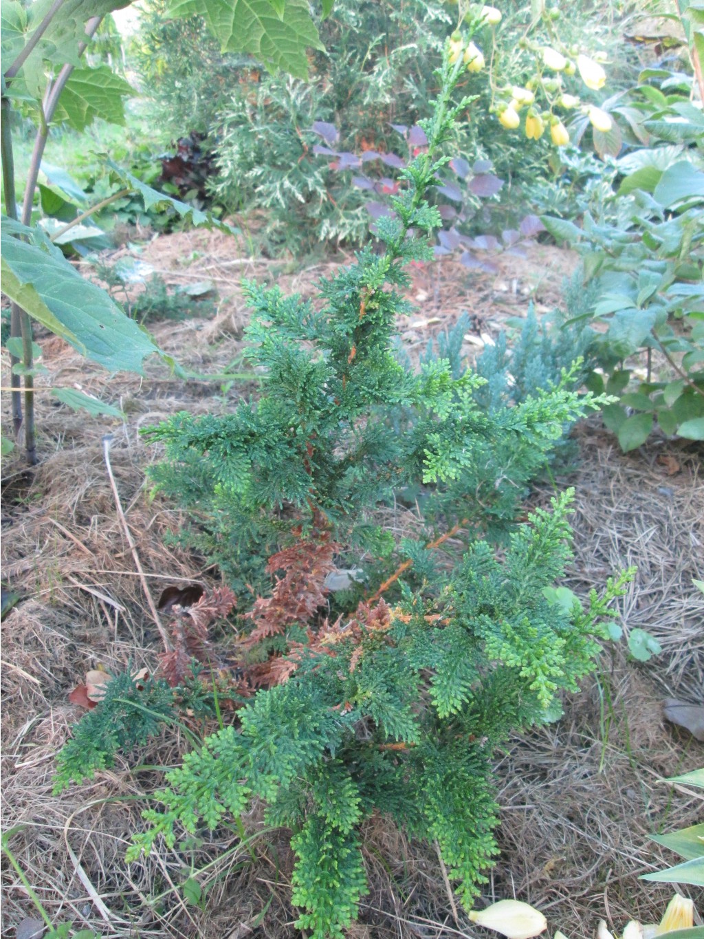 IMG 3692.JPG