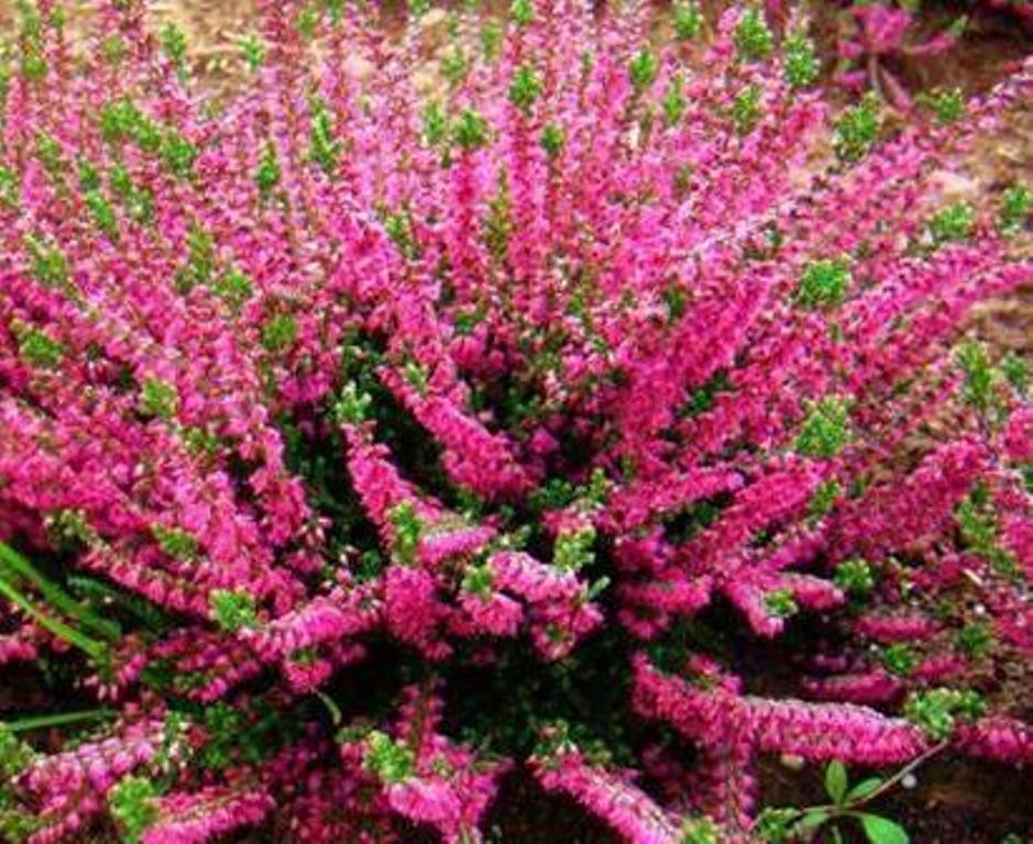 Calluna Arabella-1,52