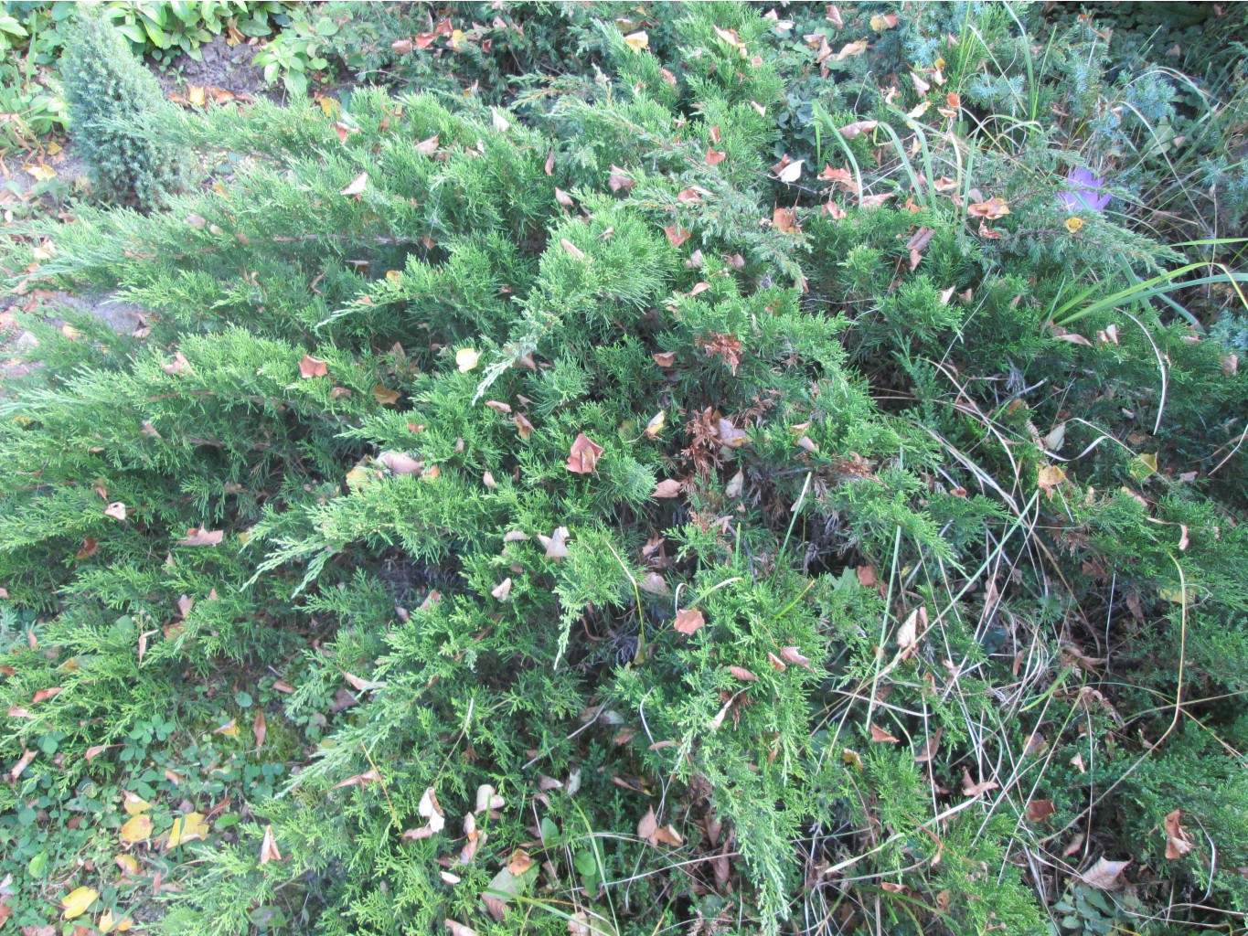 IMG 3713.JPG