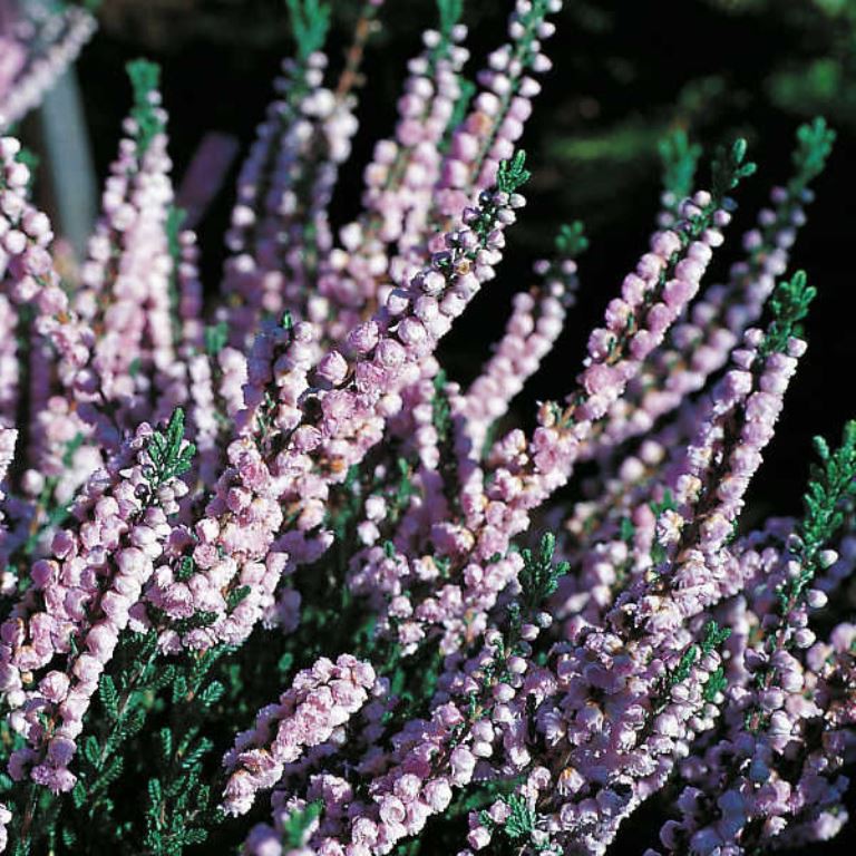 Calluna Sonja-1,62.jpg