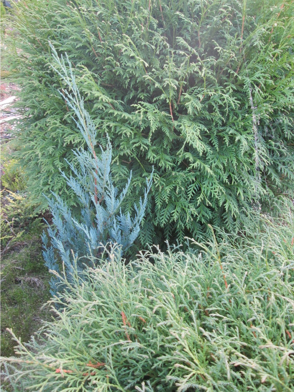 IMG 3706.JPG