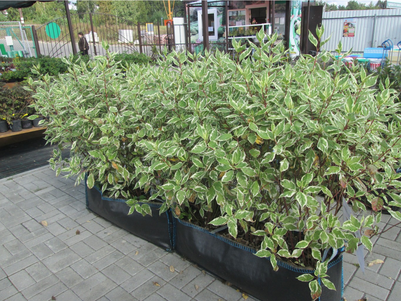 IMG 3656.JPG