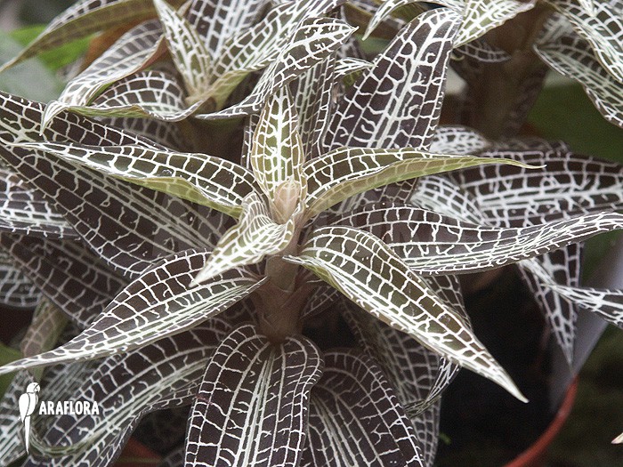 Goodyera pusilla