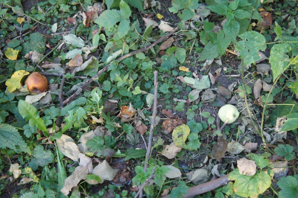 DSC07306.JPG
