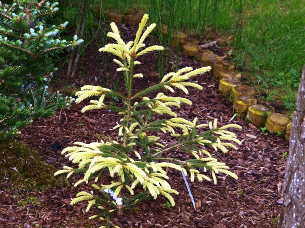  abies Finedonensis 3 20-30-12,42