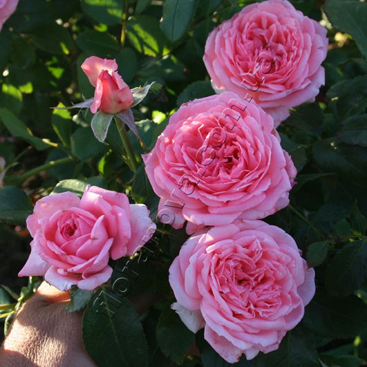 La Rose de Molinard 9,26.jpg