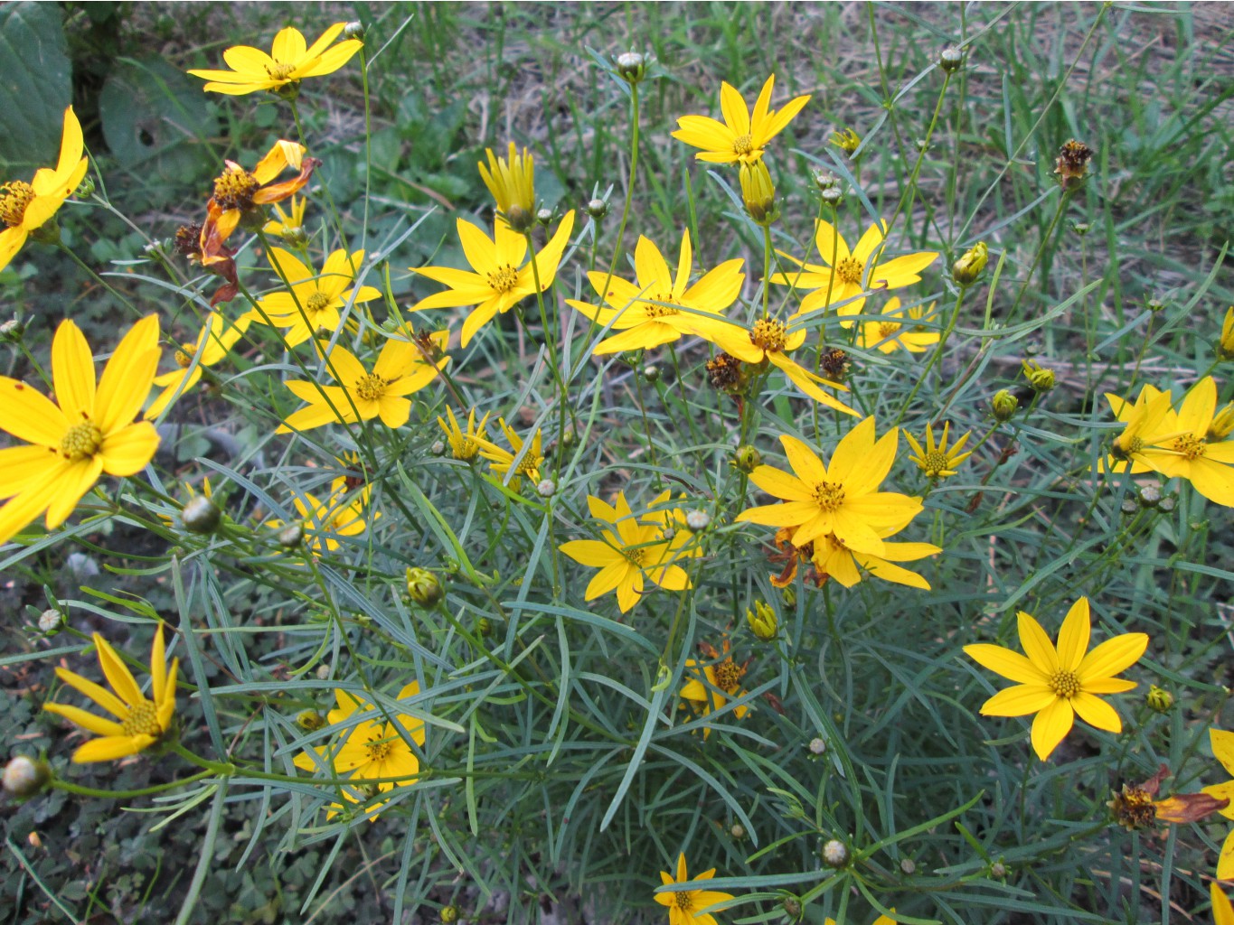 IMG 3676.JPG