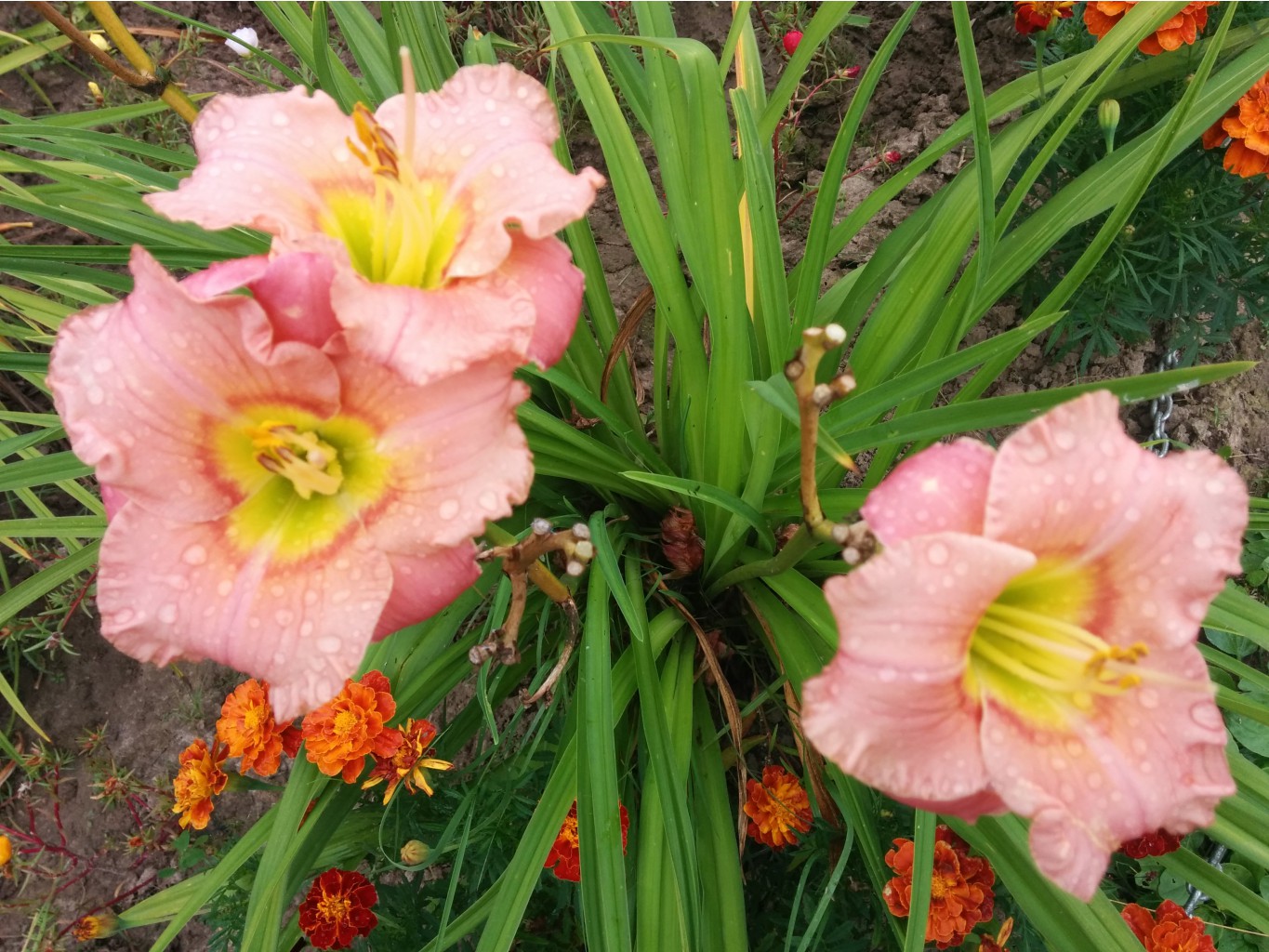    (Hemerocallis Elegant Candy)