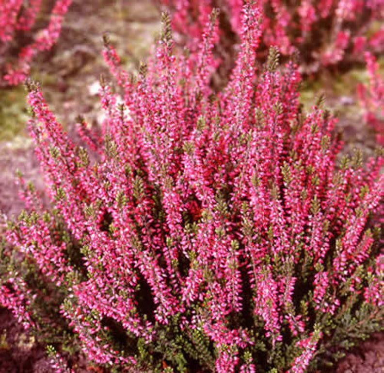 Calluna Alexandra-1,75