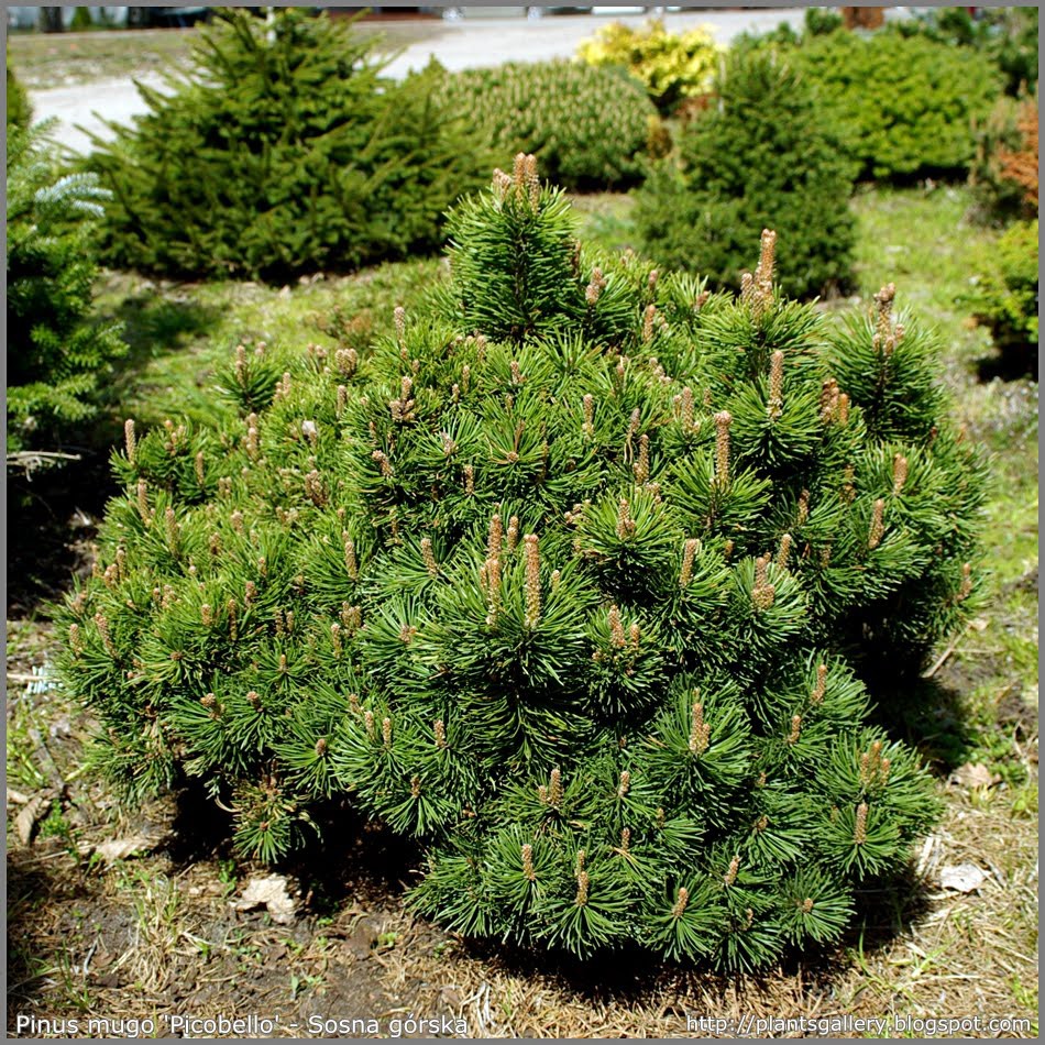  mugo Picobello 10-25cm Co-3-20,45.jpg