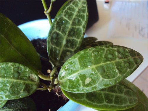 Hoya elliptica  -   