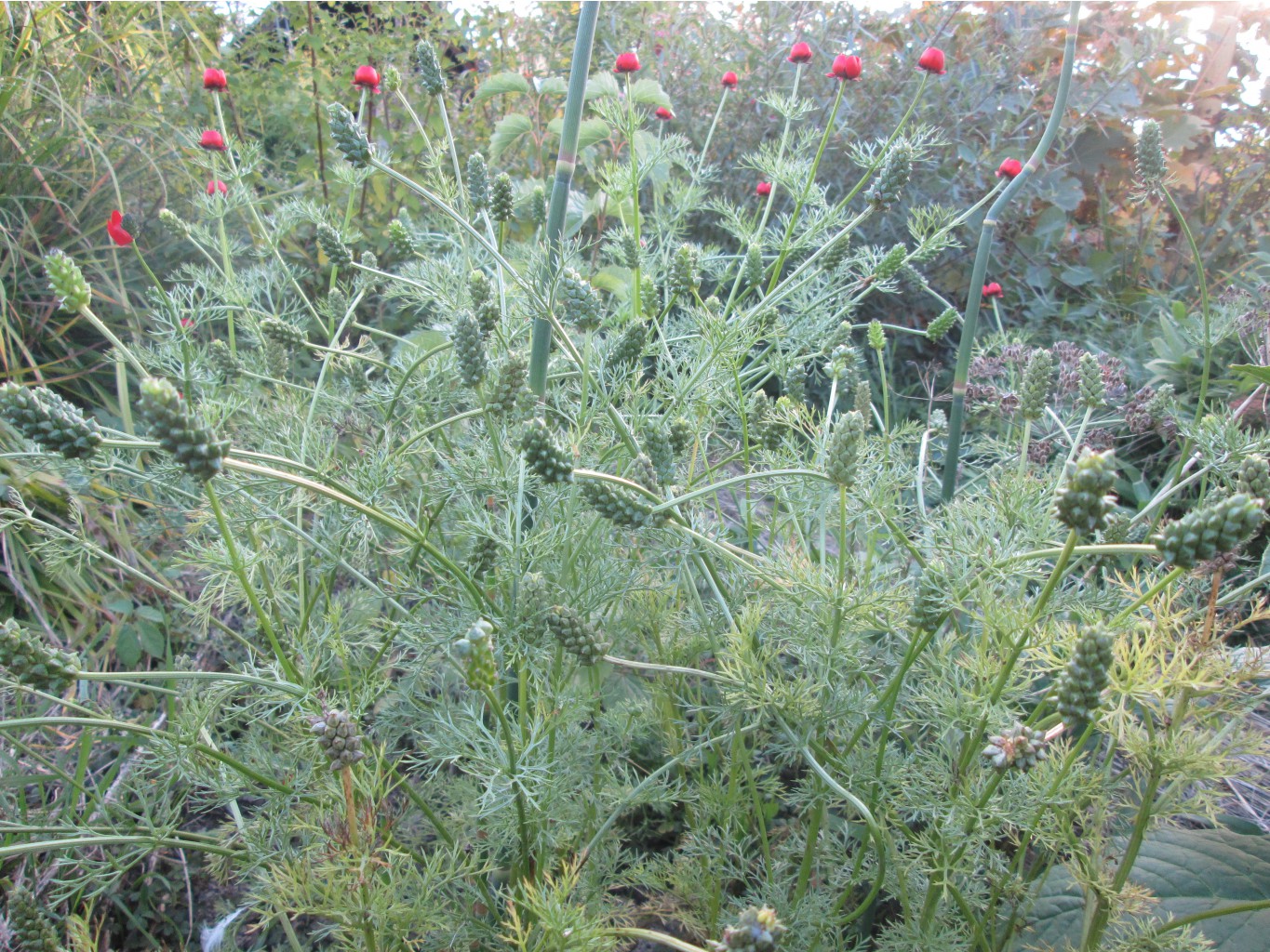 IMG 3677.JPG