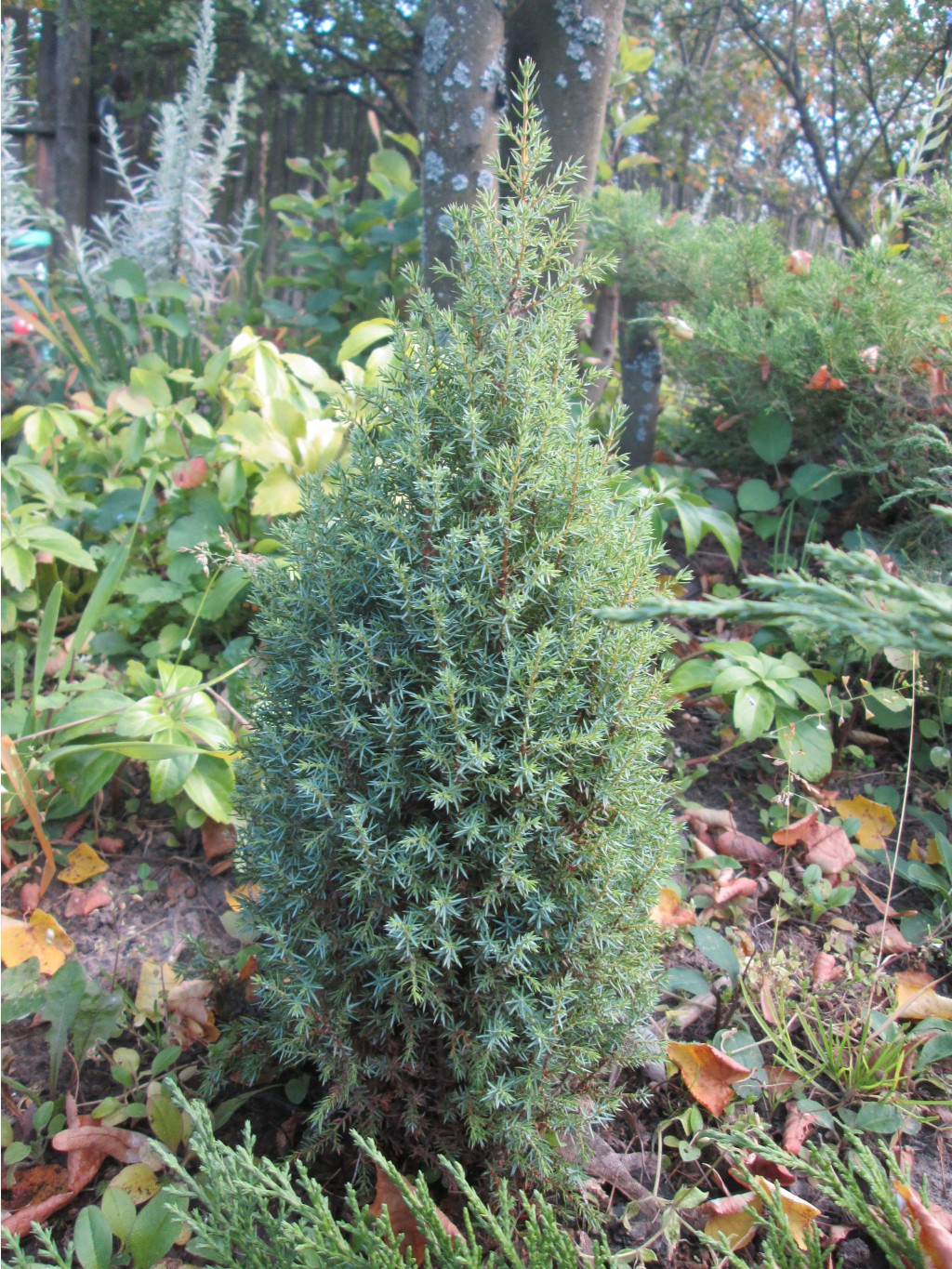 IMG 3712.JPG