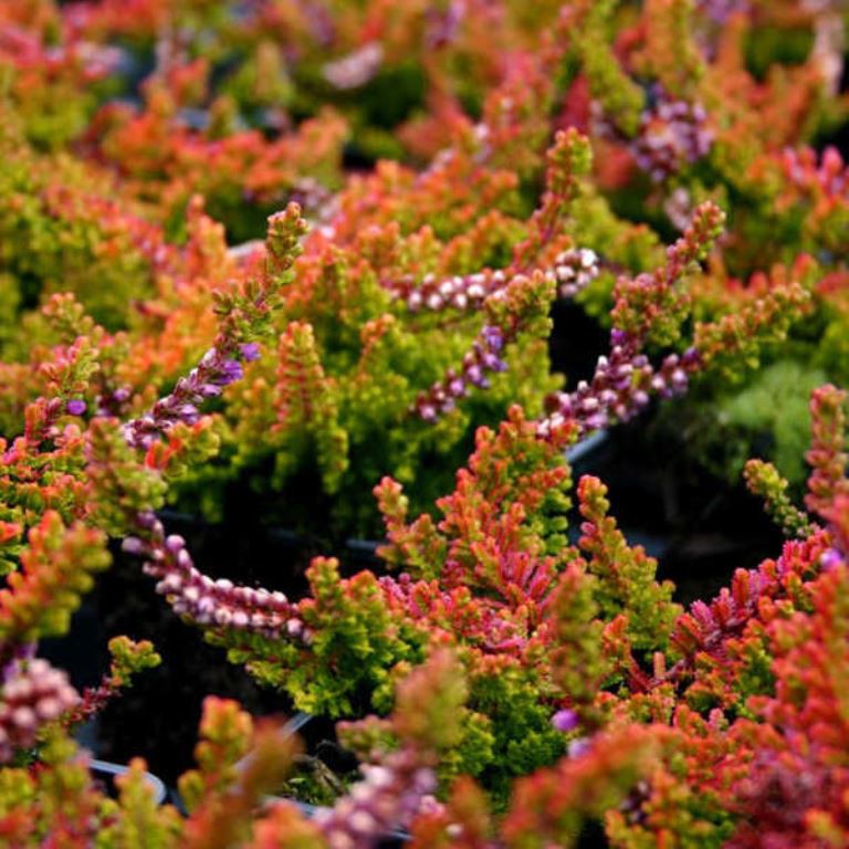 Calluna Loni-1,75.jpg