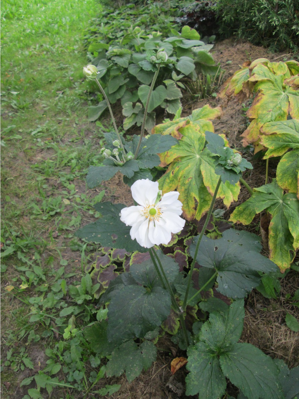 IMG 3663.JPG