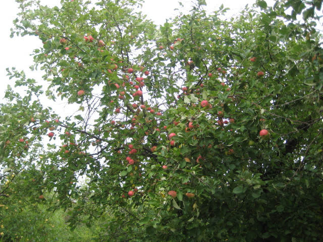 IMG 1364.jpg