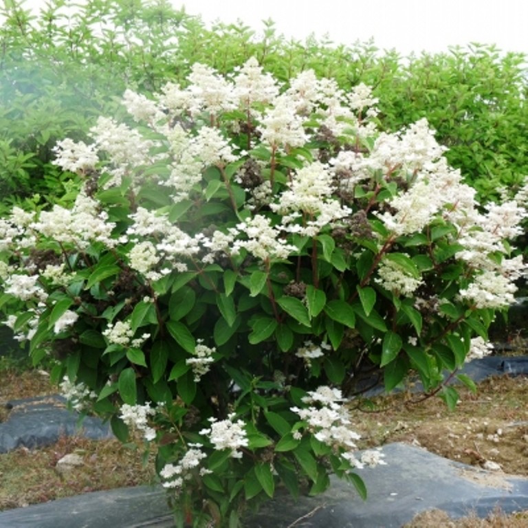  paniculata Dharuma 3 40-60-6,72.jpg