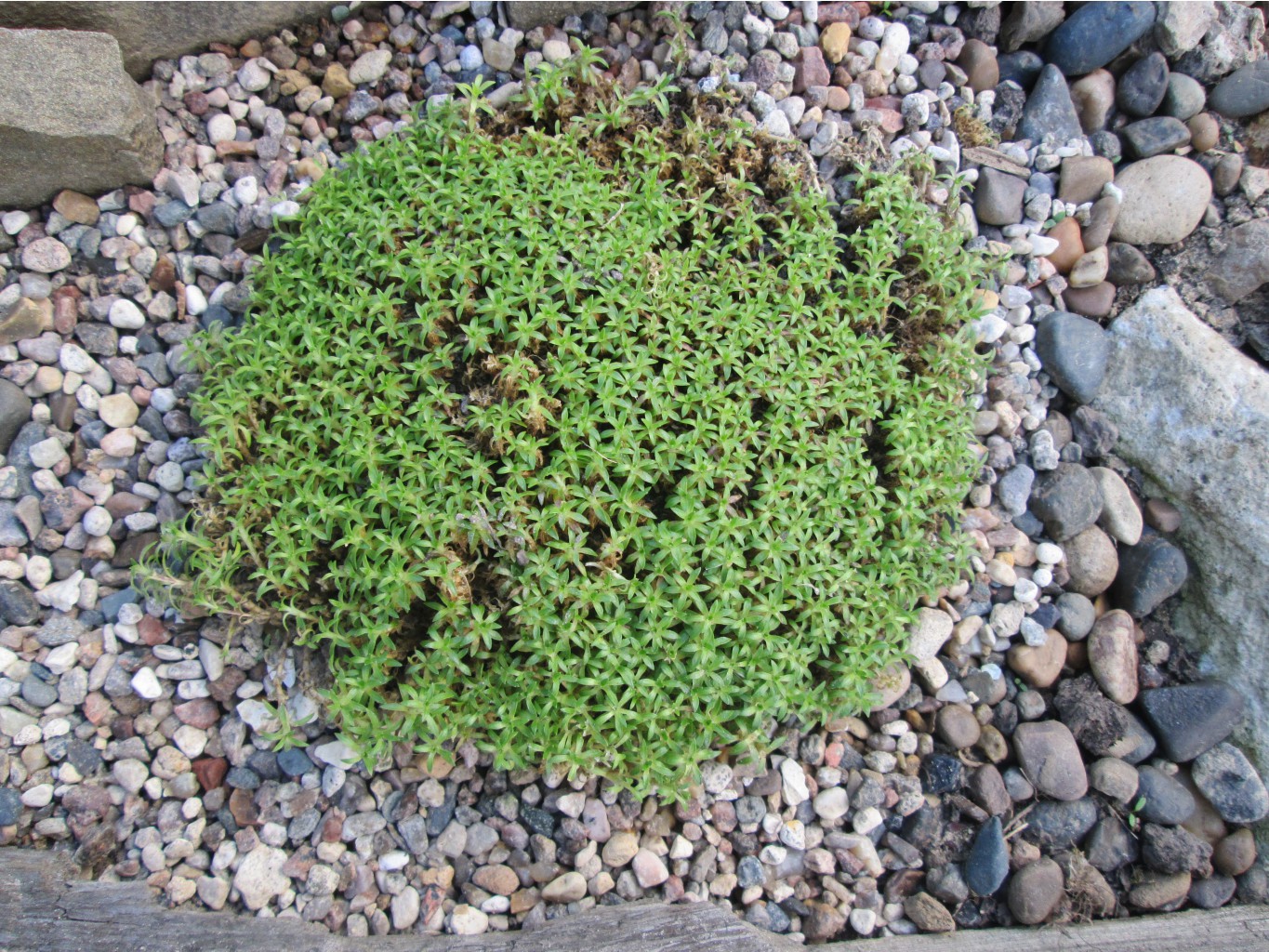 IMG 3699.JPG