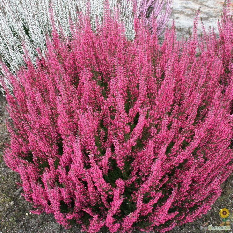 Calluna Aphrodite-1,75