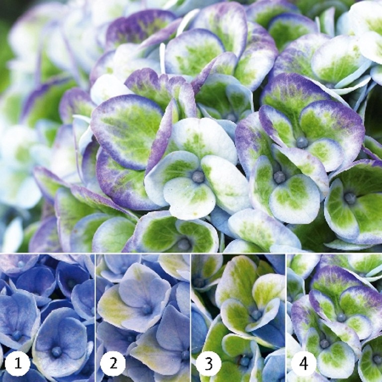     467