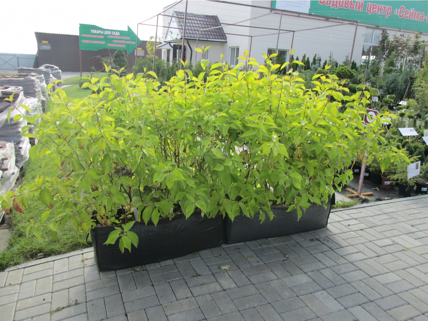 IMG 3655.JPG