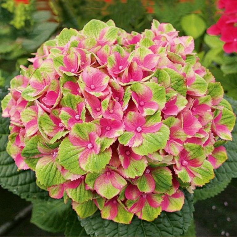     467