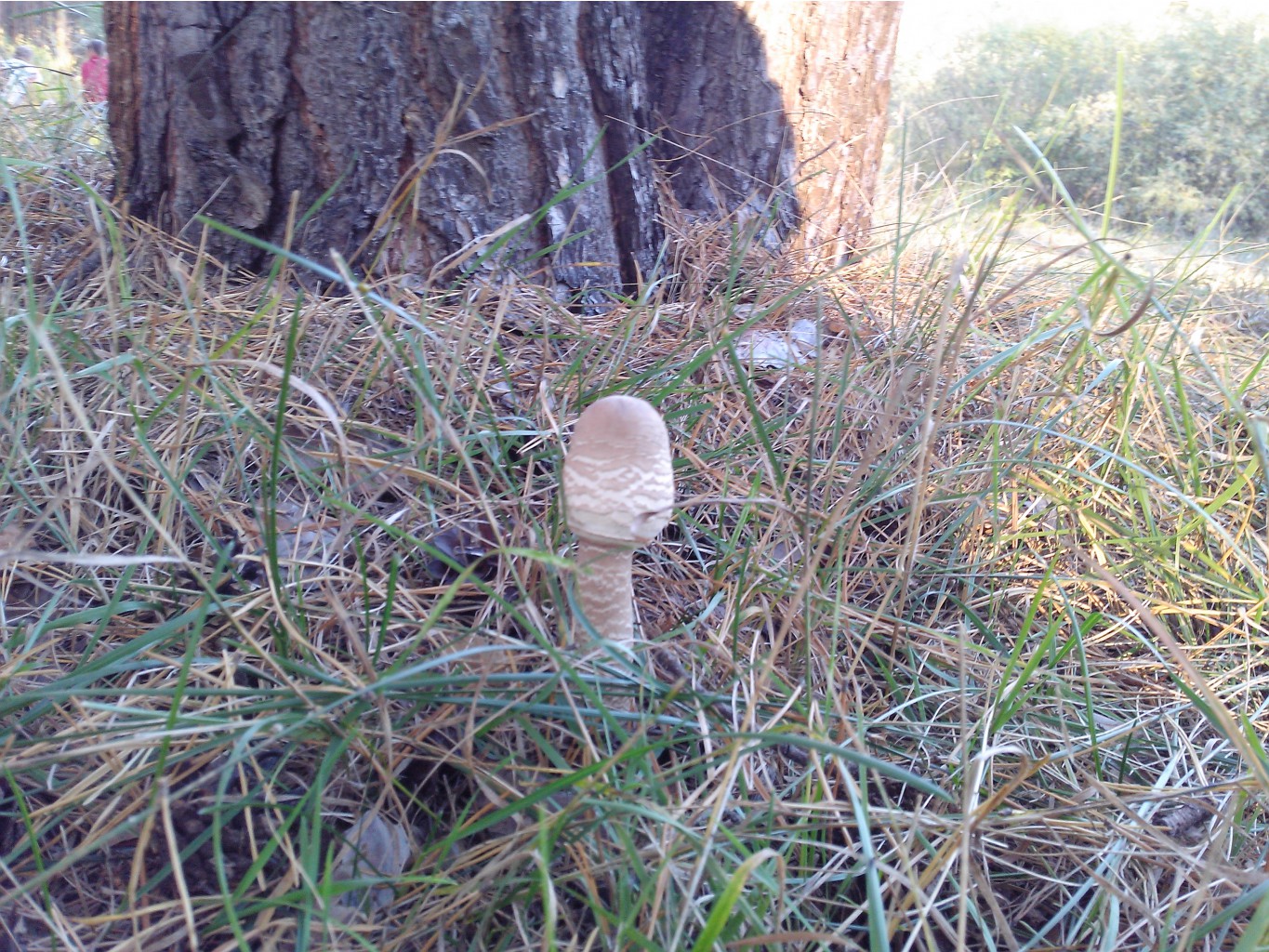 IMG 20150920 170908.jpg