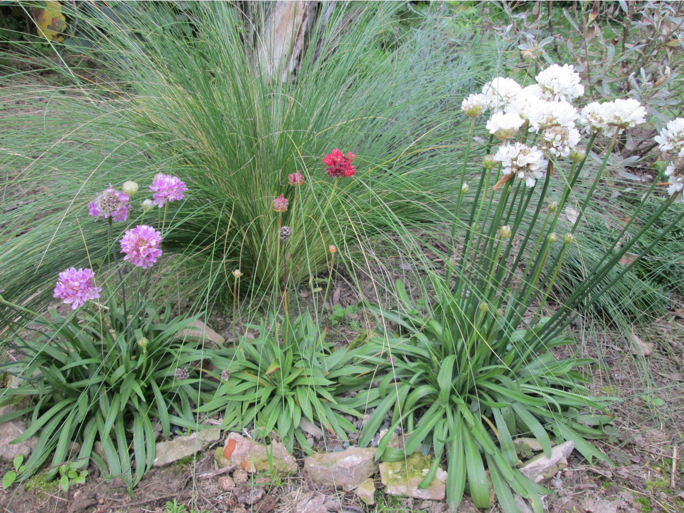 IMG 3664.JPG