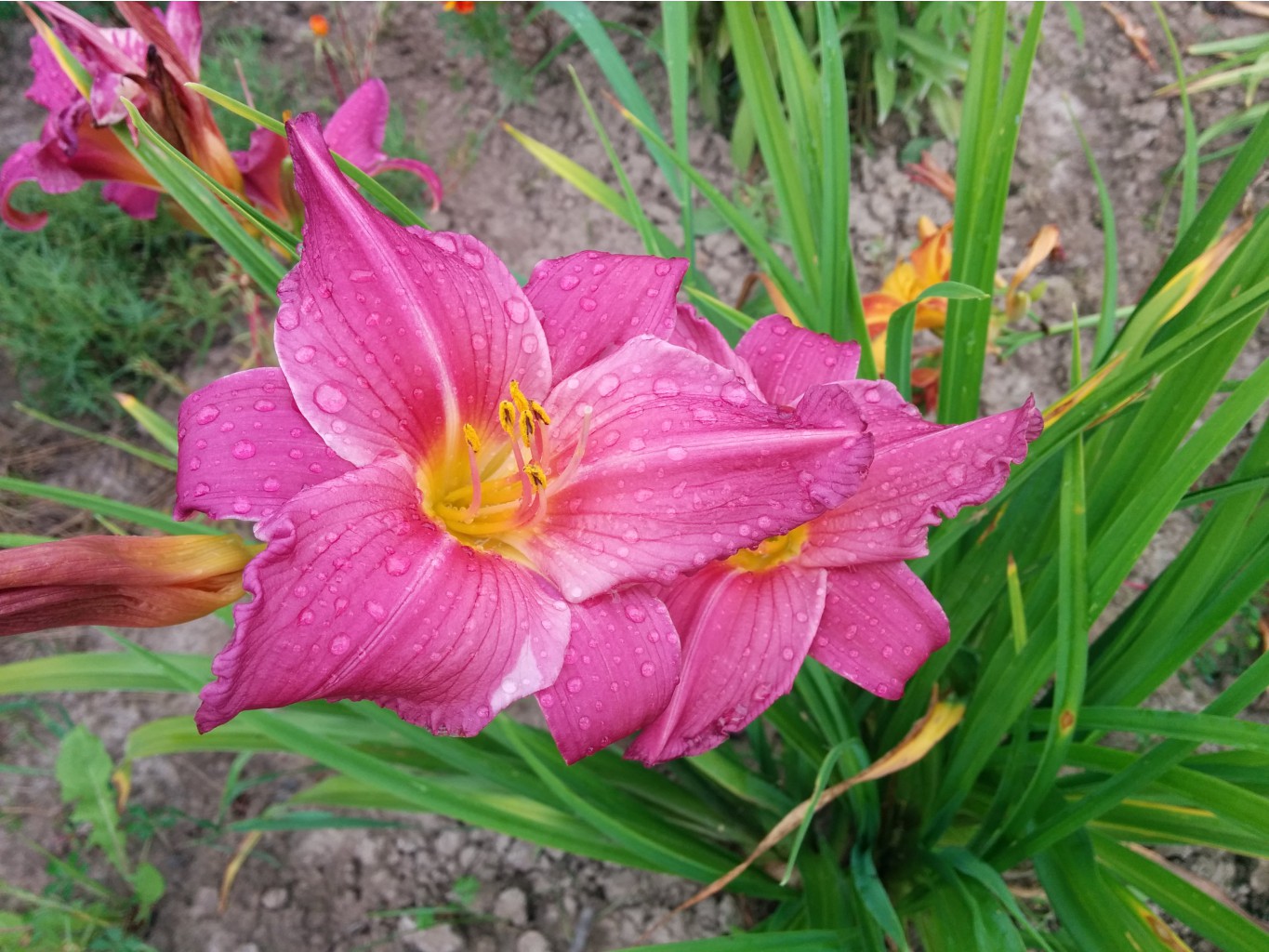    (Hemerocallis Summer Wine)