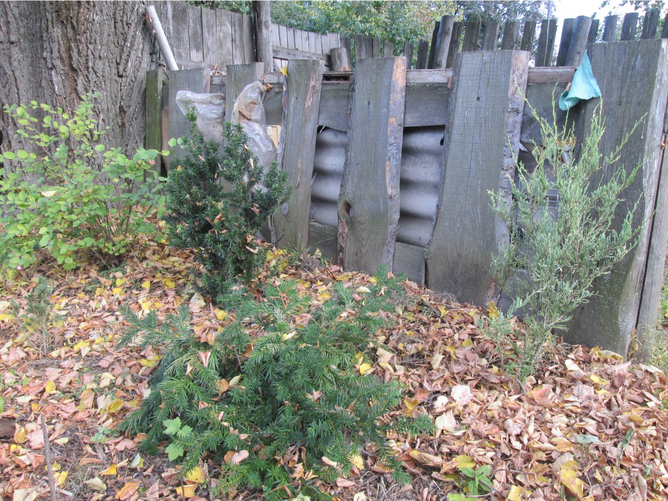 IMG 3708.JPG