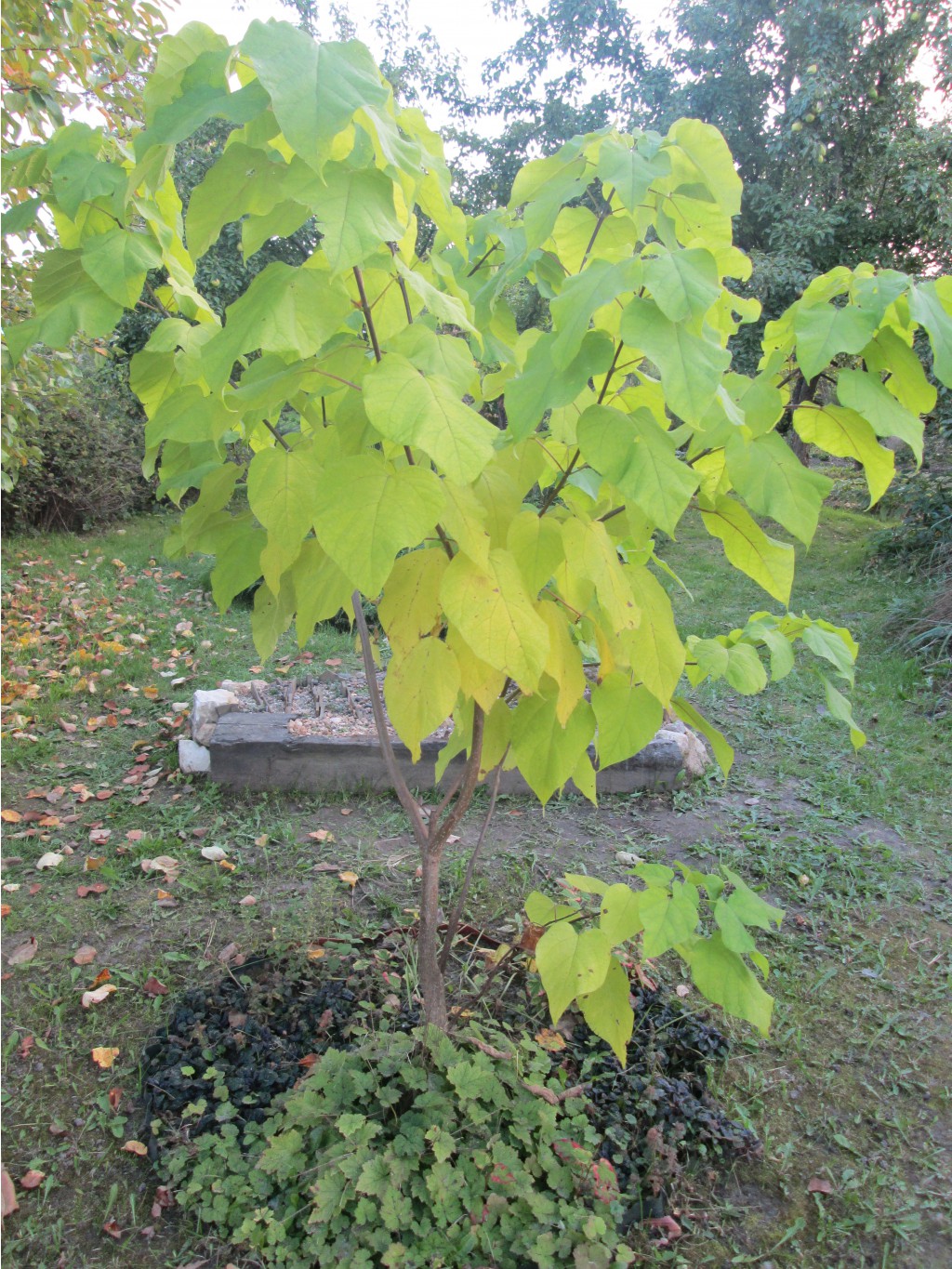 IMG 3678.JPG