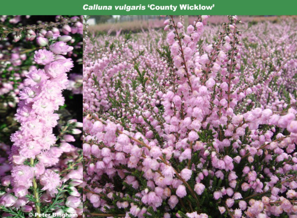 Calluna Country Wicklow-1,61