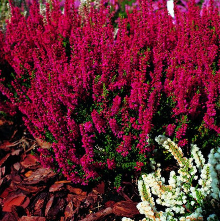 Calluna Dark Beauty-1,68