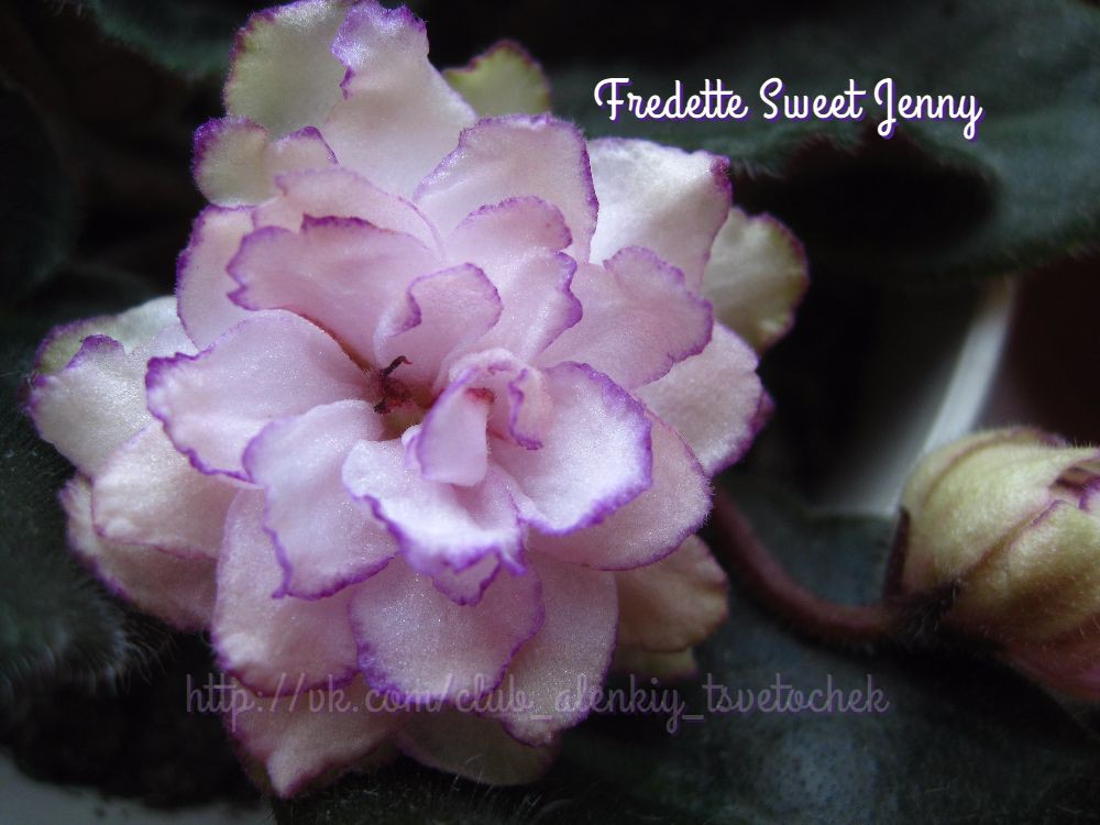 Fredette Sweet Jenny