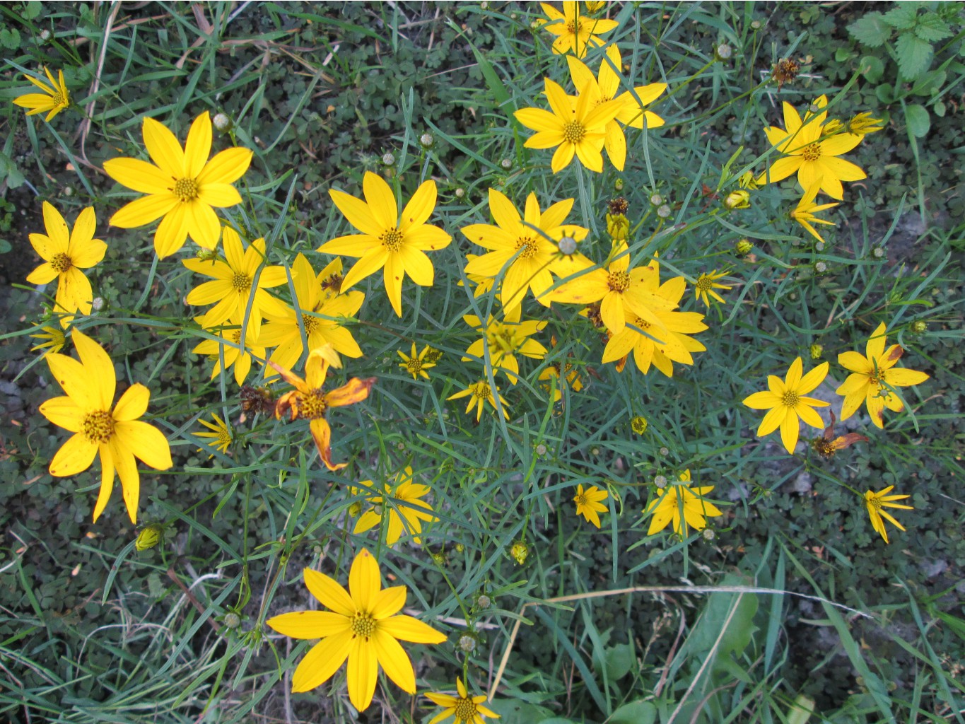 IMG 3675.JPG