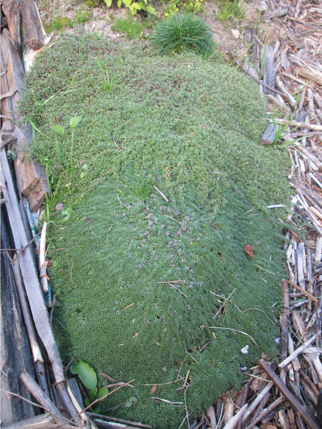 IMG 3704.JPG