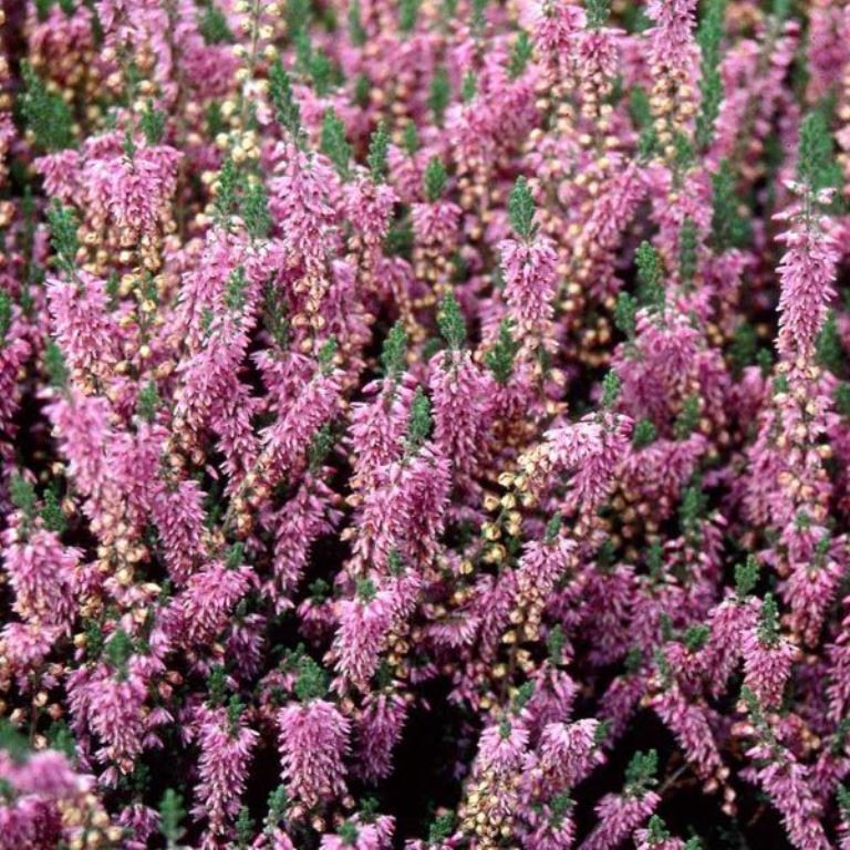 Calluna Heidesinfonie-1,75