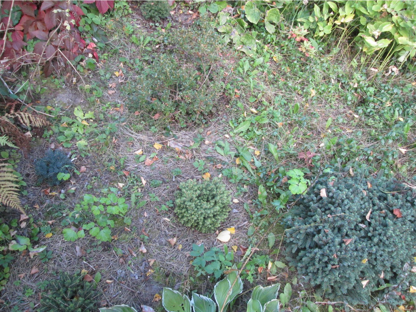 IMG 3711.JPG