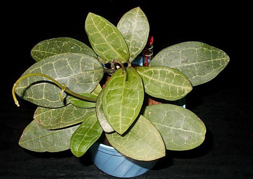 Hoya elliptica  -   