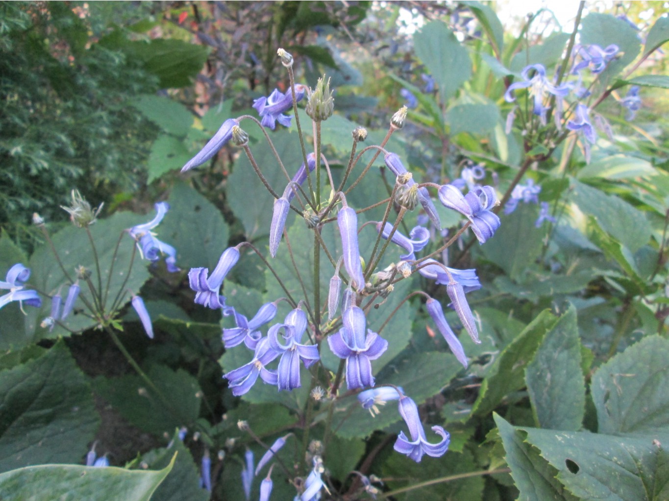 IMG 3687.JPG