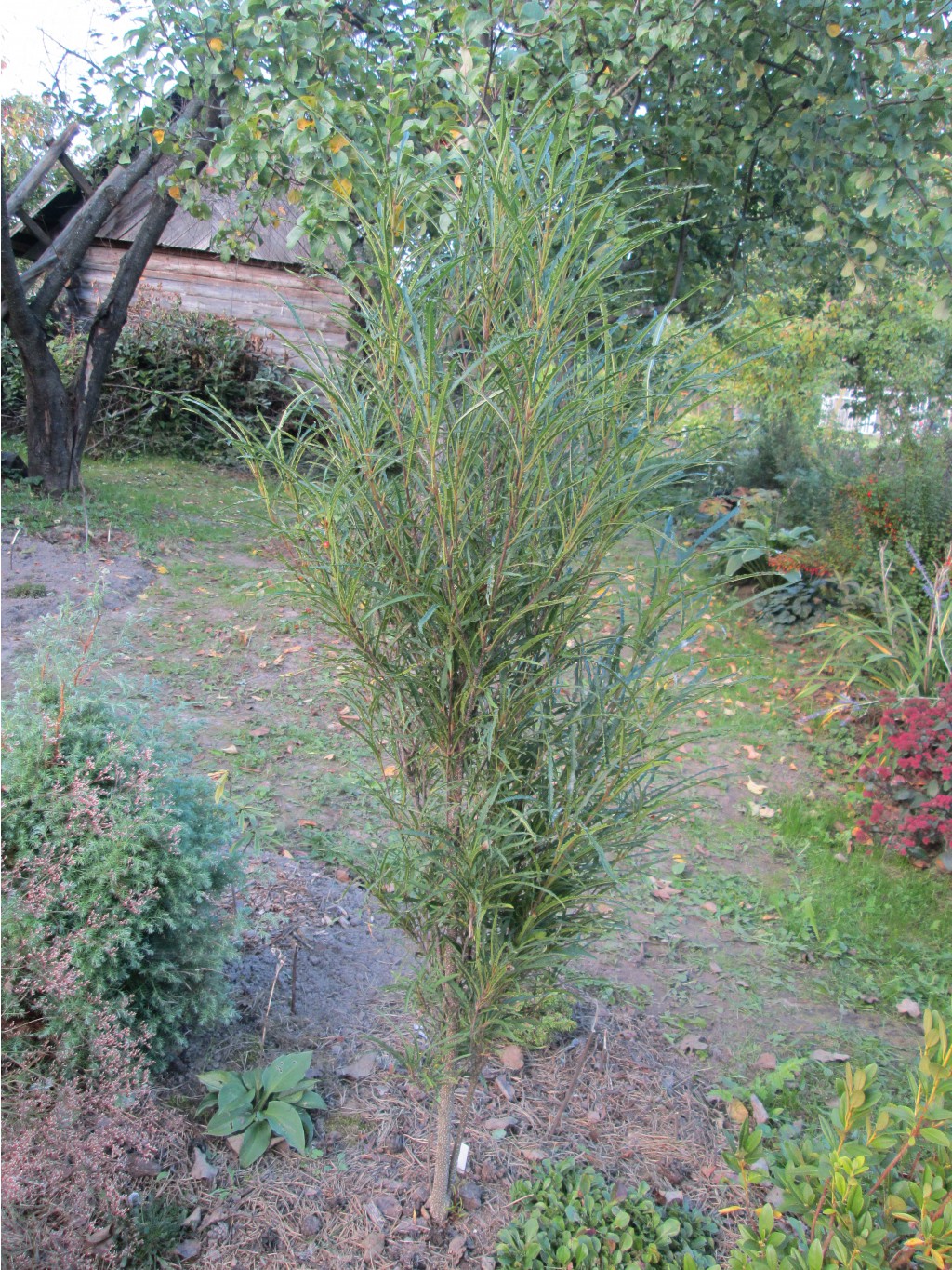 IMG 3689.JPG