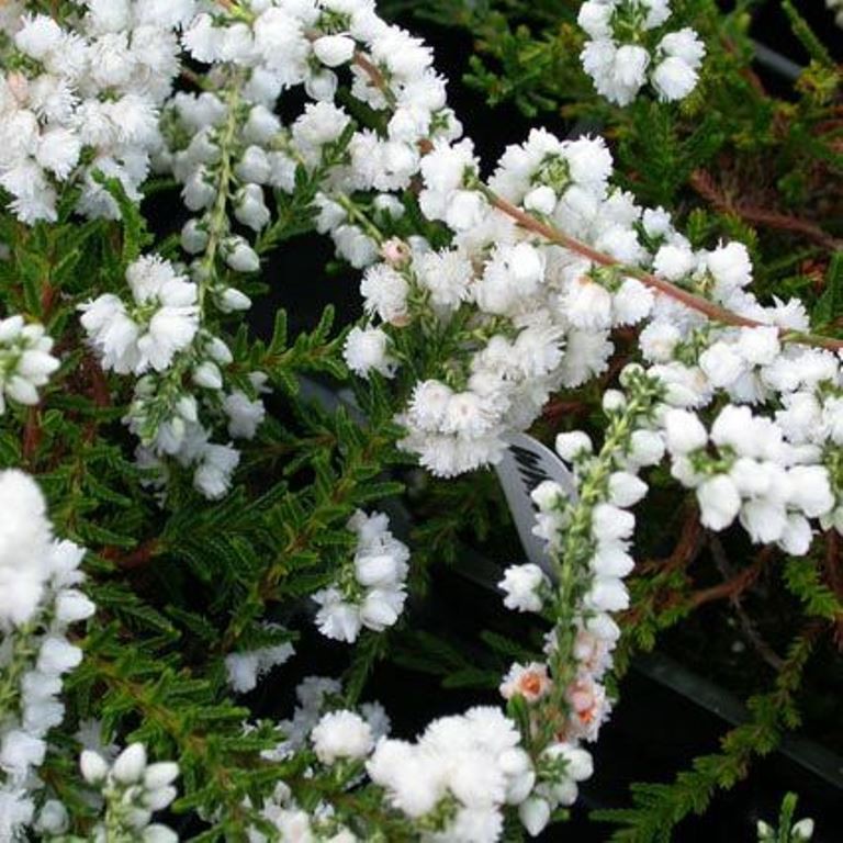 Calluna White Coral-1,56.jpg