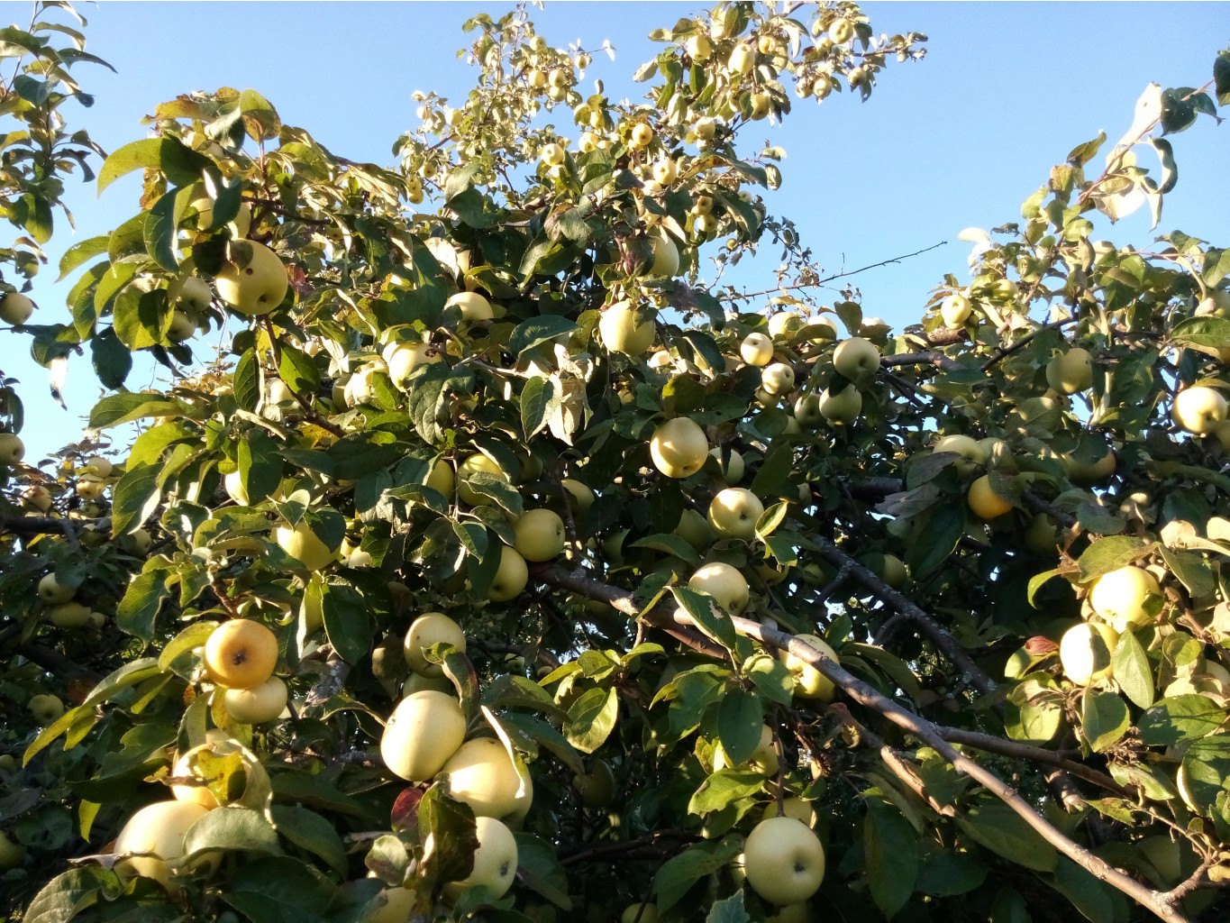 IMG 20150913 170219.jpg