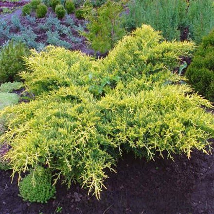 95,7.  Juniperus media Gold Star.jpg