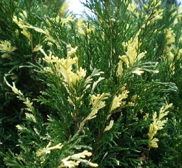 134,2.  Juniperus sabina Variegata.jpg