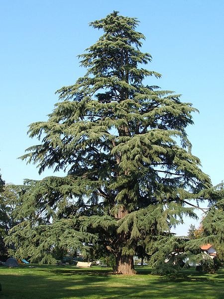 95,7.  Cedrus deodara.jpg